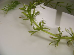 伊乐藻和轮叶黑藻区别,伊乐藻发黑什么原因