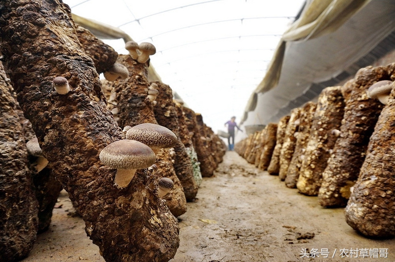 怎样种植香菇,怎样种植香菇和后期管理技术