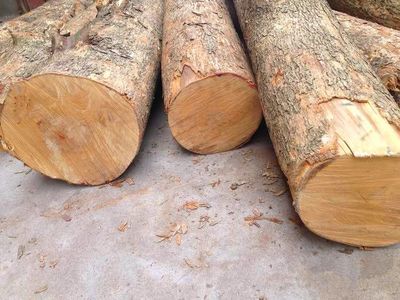 金丝楠木木材市场价,金丝楠木木材市场价多少一吨