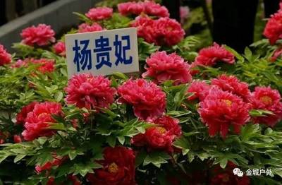 中国传统象征爱情的花,中国象征爱情的物象