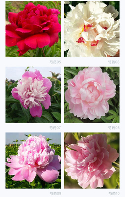 牡丹花与芍药花的区别图片,牡丹花和芍药花怎么区别