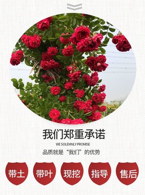 四季红木香优缺点,四季红木香花期多长时间