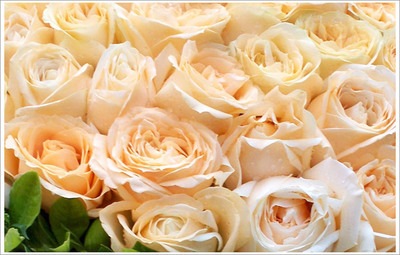 9支香槟玫瑰的花语,9支香槟玫瑰花语象征与寓意