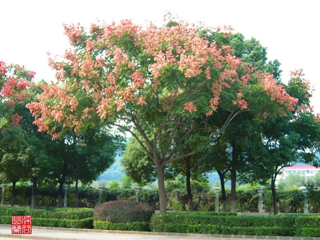 北京行道树种类,北京 行道树