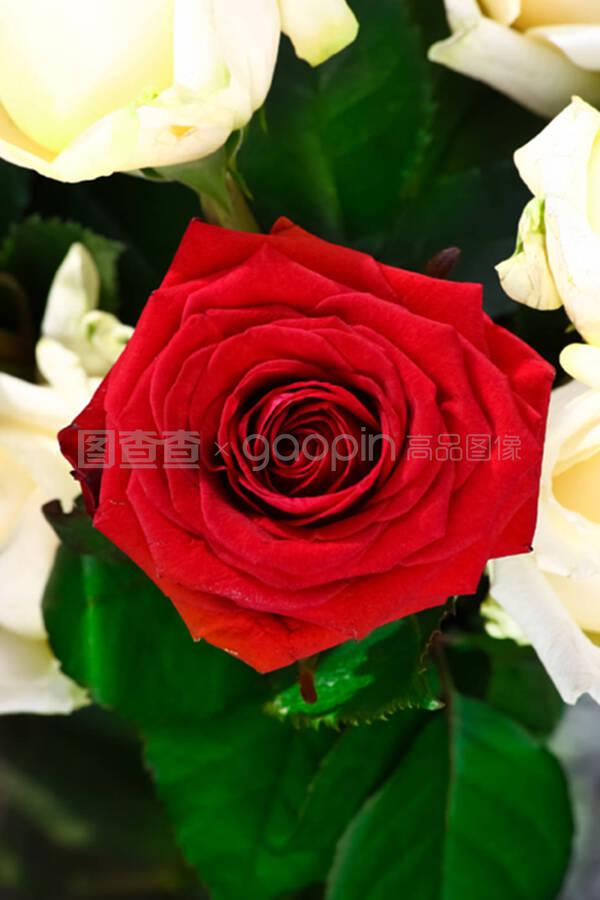 白玫瑰与红玫瑰txt,白玫瑰与红玫瑰 张爱玲经典语录