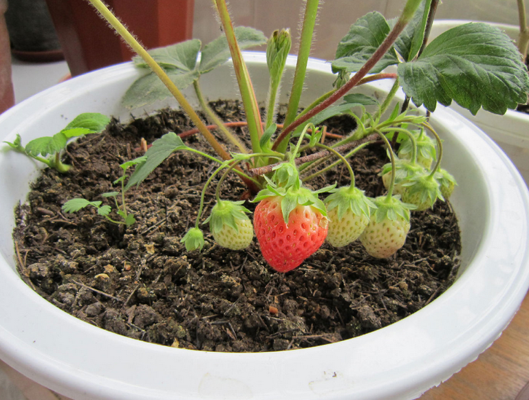 盆栽草莓的养殖方法,盆栽草莓养殖方法和注意事项有哪些