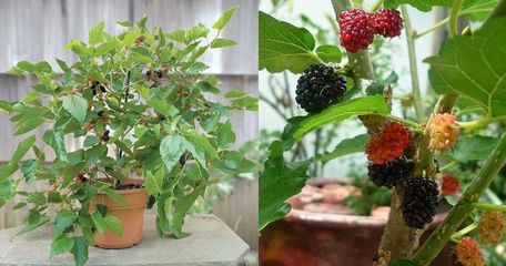 家庭盆栽水果都有哪些,家庭盆栽水果都有哪些品种