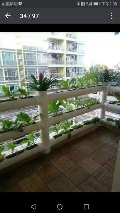 适合阳台种植的蔬果,适合阳台种的蔬菜水果