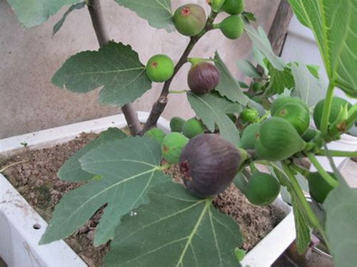 盆栽果树怎么养才能又大又甜呢视频,盆栽果树种植技术
