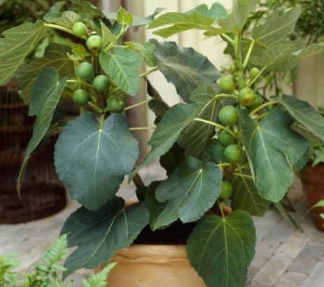 室内最好养的盆栽果树摆件有哪些品种,适合做室内盆景的果树苗