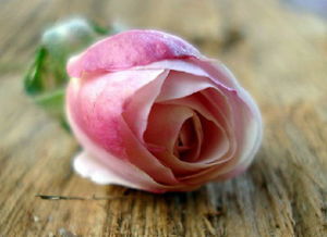 9朵粉玫瑰代表什么花语[9朵粉红玫瑰花语是什么意思]