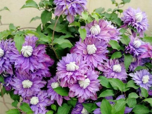 紫色花卉大全花名[花的名字大全100种]