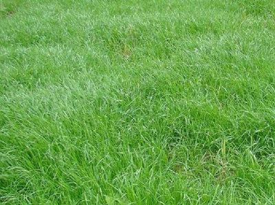 黑麦草是多年生还是一年生,黑麦草一年能生长几个周期