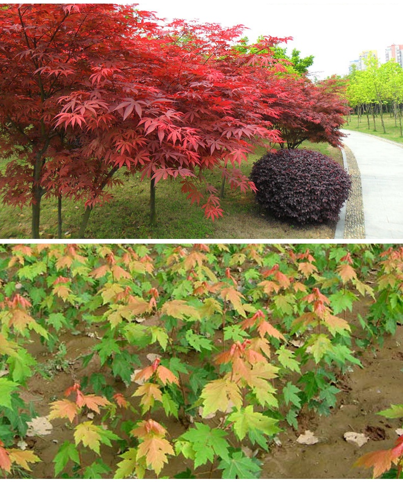 红枫和日本红枫区别,红枫和日本红枫区别图片
